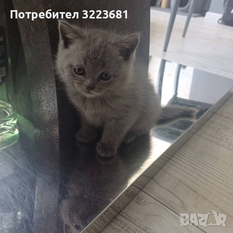 Британски късокосмести котета, снимка 2 - Британска късокосместа - 54386601