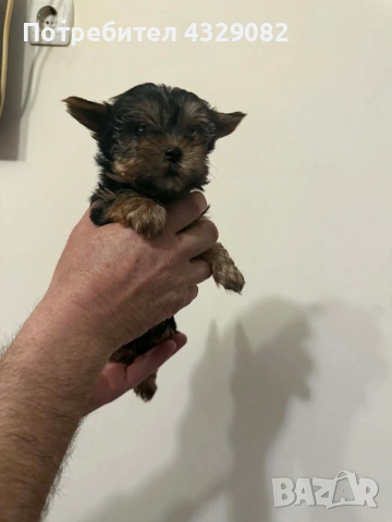Продавам мини йоркита, снимка 3 - Йоркширски териер - 53998541