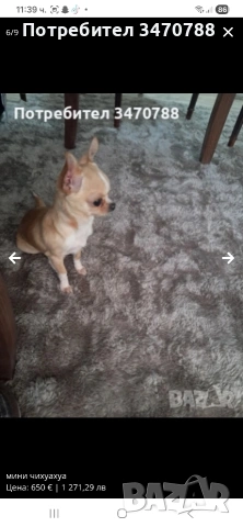 чихуахуа, снимка 3 - Чихуахуа - 54288643