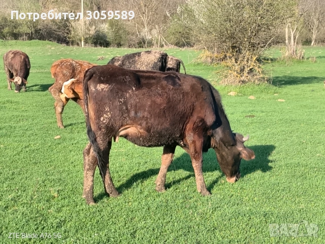 Юници крави телета бикове, снимка 2 - Крави - 54162880