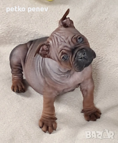 Chongqing Dog китайски булдог , снимка 3 - Други - 54381824