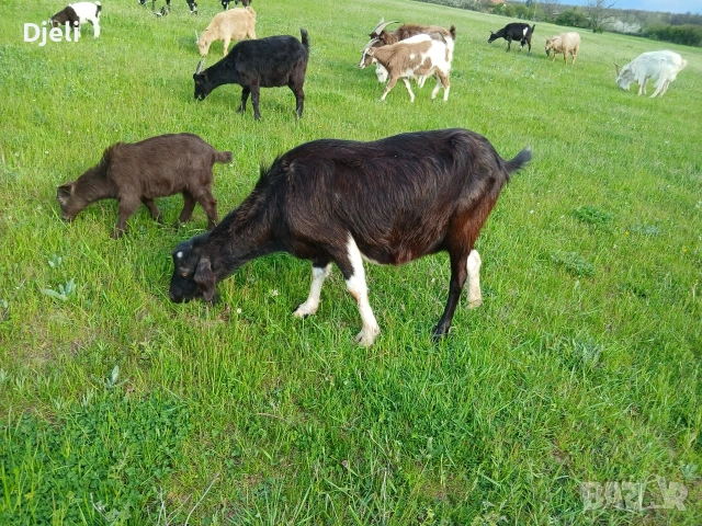 продавам кози и ярета 18-20кг има, снимка 8 - Кози - 51835332