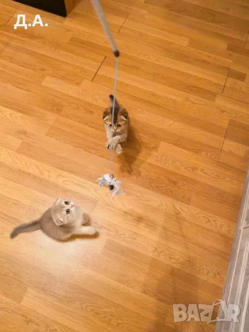 🐾 Чистокръвни котенца Scottish Fold – Golden & Silver 🐾, снимка 5 - Чинчили - 55353347