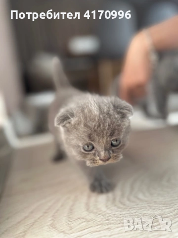 Шотландски клепухи , снимка 4 - Британска късокосместа - 54708463