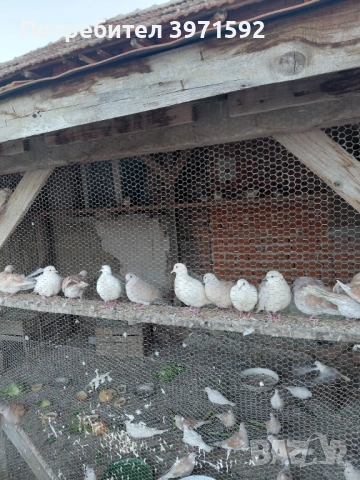 Продавам гугутки, снимка 3 - Гълъби - 54266591
