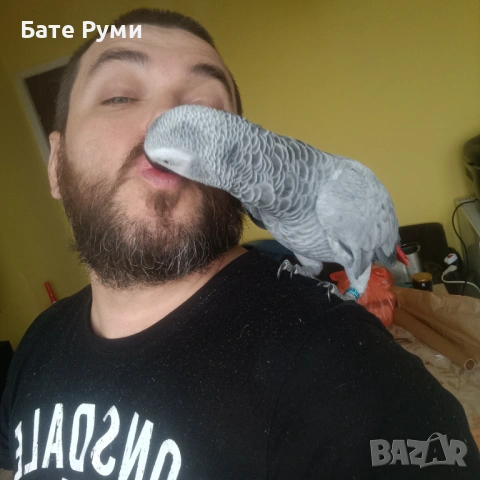 Папагал Жако, снимка 2 - Папагали - 54013467