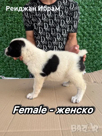 АЛАБАЙ - 40 days с първка ваксина, снимка 11 - Алабай - 55630771