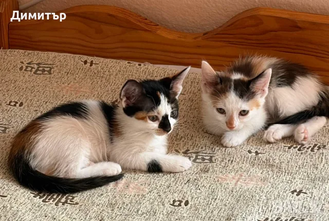 Котенца за осиновяване, снимка 7 - Други - 55415971