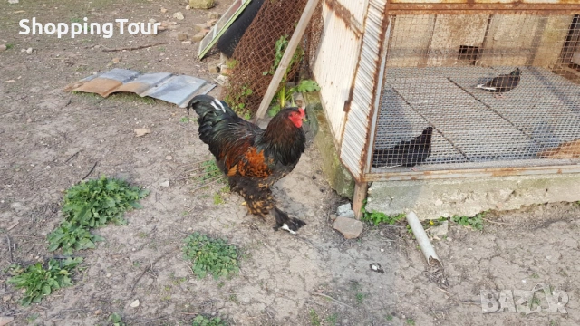 Брами ,яйца ,пилета и големите, снимка 14 - Кокошки и пуйки - 54263198