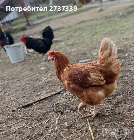 Кокошки коман браун за яйца 