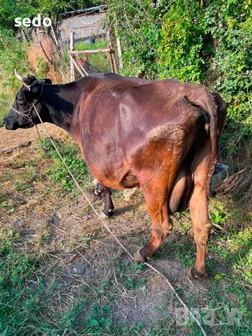 Продавам млечна крава , снимка 2 - Крави - 55683994