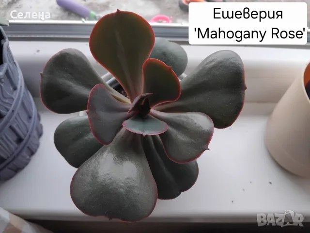 Красива тъмна Ешеверия (Echeveria) 