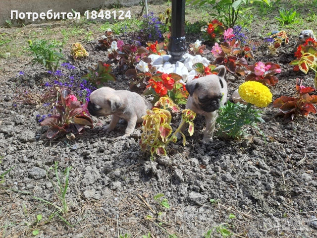 Продавам мопсчета , снимка 9 - Мопс - 54726343