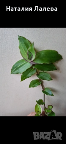 Традесканция, callisia soconuscensis Dragon Tail, снимка 2 - Стайни растения - 54590351