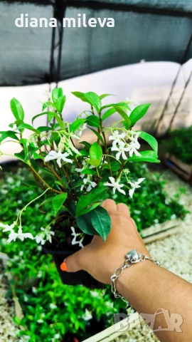 Жасмин, Trachelospermum Jasminoides, вечнозелен, студоустойчив, снимка 17 - Градински цветя и растения - 44919994