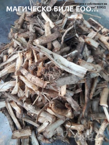 Бъзак, Тревист бъз (Sambucus ebulus) корени - 100 грама (по заявка на клиента)