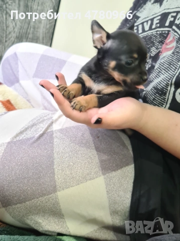 Продавам пинчери , снимка 3 - Пинчер - 54012390