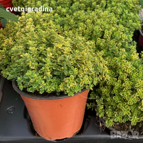 Лимонова мащерка