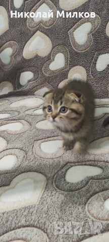 Британски котета , снимка 9 - Британска късокосместа - 54335462