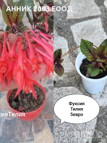 Стайни цветя , снимка 5 - Стайни растения - 55055266
