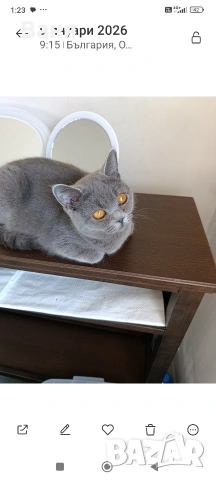 Британска котка на една година, снимка 3 - Британска късокосместа - 54600368