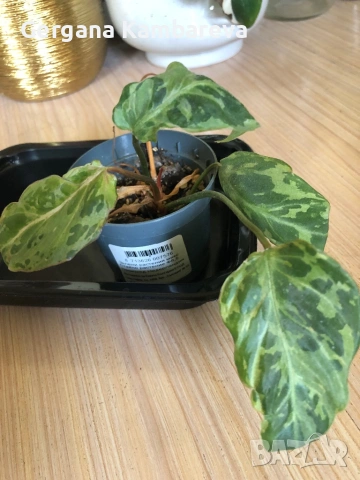 Philodendron Gloriosum Snow Leopard 