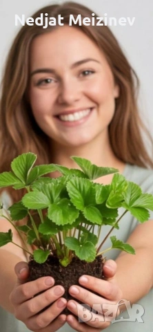 Разсад ягоди, малини и къпини