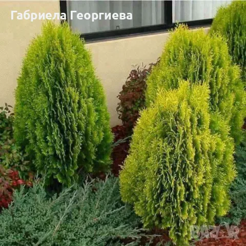 Туя "Ауреа нана" 