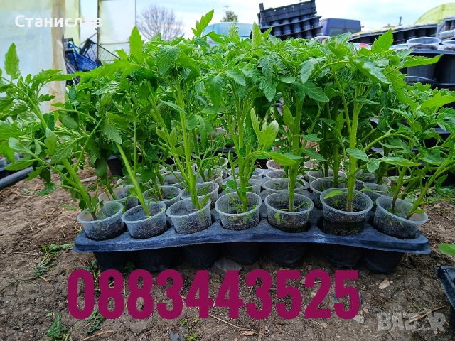 Готов разсад домати краставици тиквички ягоди