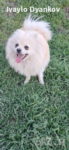 Померанче , снимка 2 - Померан - 54114949