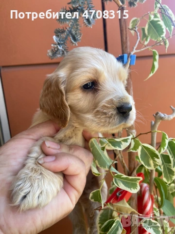 Кокер шпаньоли момче , снимка 3 - Кокер шпаньол - 54730798