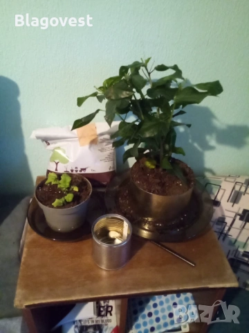 Хибискус, репичка и чесън