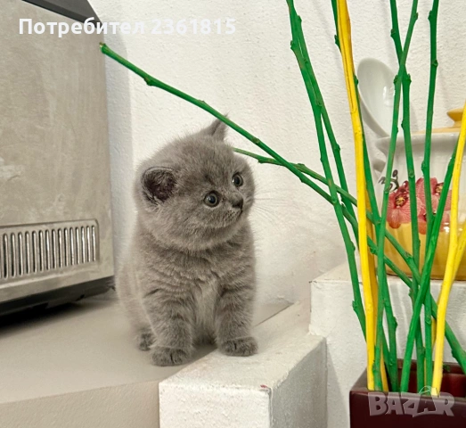 Мъжко чистокръвно британско котенце, снимка 6 - Британска късокосместа - 54580611