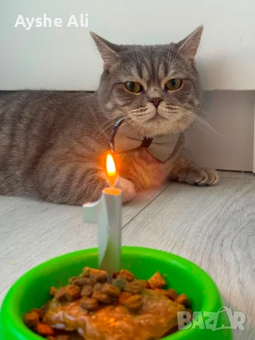 🐱 Продават се 3 прекрасни котета 🐱, снимка 6 - Британска късокосместа - 55698564