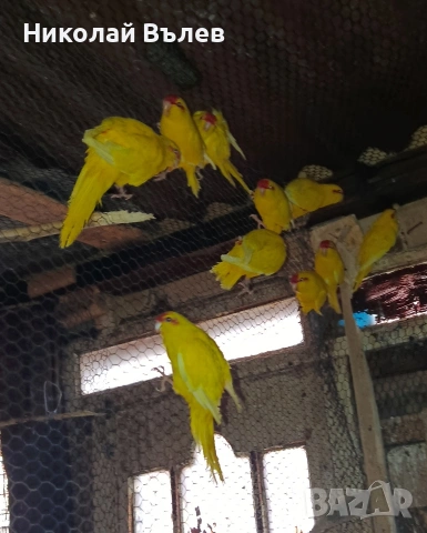 4 Какарикита 
