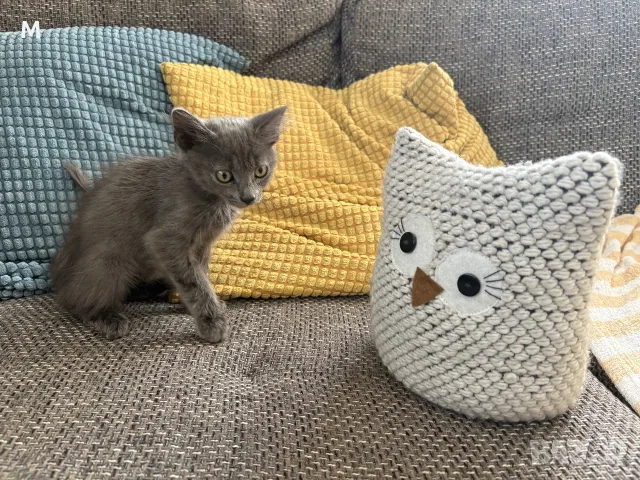 Коте - 2 месеца, снимка 6 - Руска синя котка - 55627241