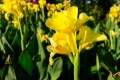 Canna Yellow(Канна жълта), снимка 2