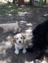 Cocker Spaniel, снимка 4