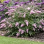 Будлея Розова наслада, Buddleja Pink Delight, снимка 4