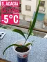 Продавам разсад от евкалипт и австралийска акация, снимка 5