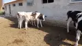 Продавам  юници, снимка 3