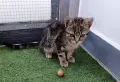 Подарявам малко котенце, снимка 7