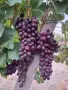 Продавам десертно грозде Велика с.Поповица, снимка 2