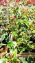 Джел, Илекс Сребърна Кралица, Ilex aquifolium Silver Queen, студоустойчив, многогодишен бодлив храст, снимка 9