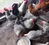 Разплодни яйца от Катунска Сребърна , снимка 4