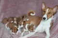  всички породи кученца, снимка 3