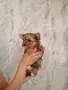 Женско йорки супер кученце, снимка 4