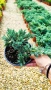Хвойна Син Килим, Juniperus Blue Carpet, студоустойчива, снимка 7