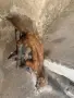 Продавам препарирана невестулка, снимка 3