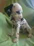 Продавам кученца далматини , снимка 7